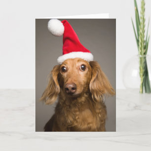 ダックスフントの身に着けているクリスマスのサンタの帽子 シーズンカード