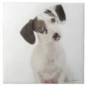 ダックスフントまたはチワワの女性子犬 タイル (正面)