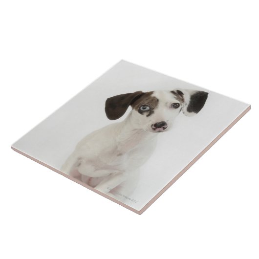 ダックスフントまたはチワワの女性子犬 タイル (側面)