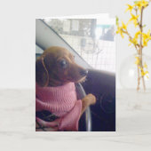 ダックスフントカード カード (黄色い花)