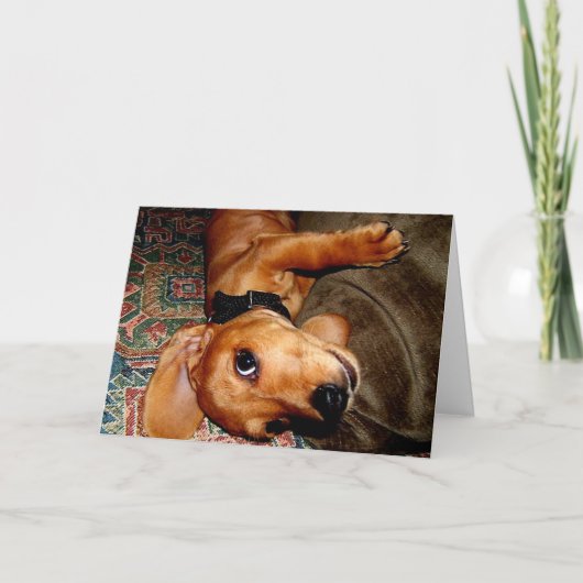 ダックスフントペット子犬 カード (正面)