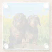 ダックスフント犬のDackelの2人のかわいい友人ペット写真 ガラスコースター (裏面)