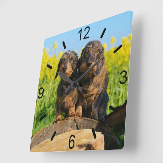 ダックスフント犬のDackelの2人のかわいい友人ペット写真 スクエア壁時計 (傾斜)