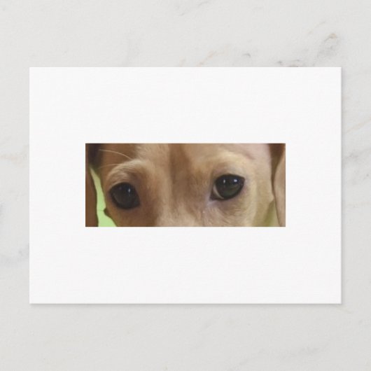 ダックスフント目クリーム ポストカード (正面)