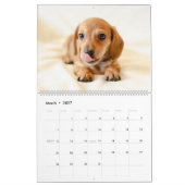 ダックスフント カレンダー 犬 2027 写真 (3月 2027)