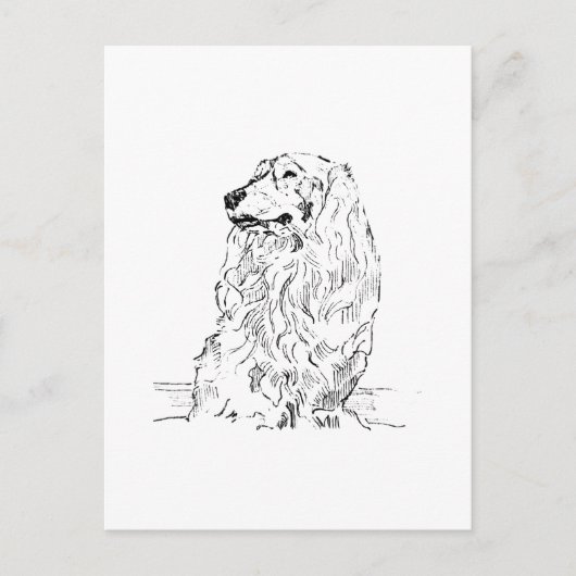 ダックスフント – ロングヘアのソーセージ犬 ポストカード (正面)