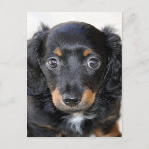 ダックスフンドの子犬、母の愛を楽しみにしている ポストカード