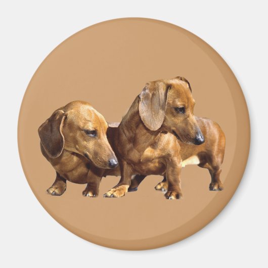 ダックスムージー磁石 マグネット (正面)