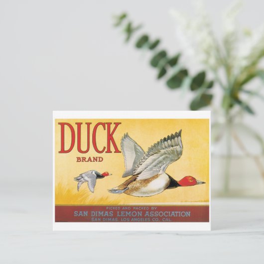 ダックスレモンサンディマスロサンゼルスカリフォルニア ポストカード (スタンド正面)