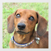 ダックスン ウィンドウサイン (シート)