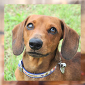 ダックスン ウィンドウサイン (シート2)