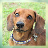 ダックスン ウィンドウサイン (シート3)