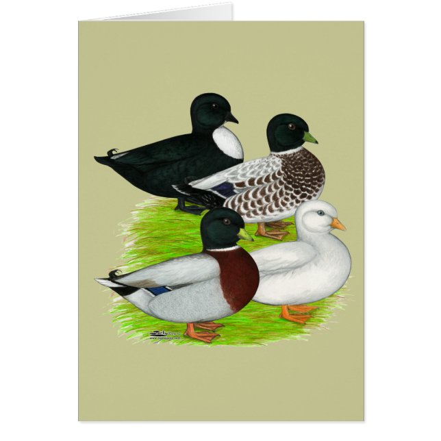 ダックス：カルテットを呼ぶ (正面)