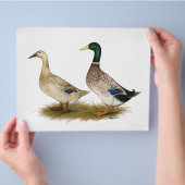 ダックス:シルバーウェルシュハーレクイン チラシ (手)