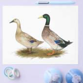 ダックス:シルバーウェルシュハーレクイン チラシ (シングル)