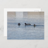 ダックス ポストカード (正面/裏面)