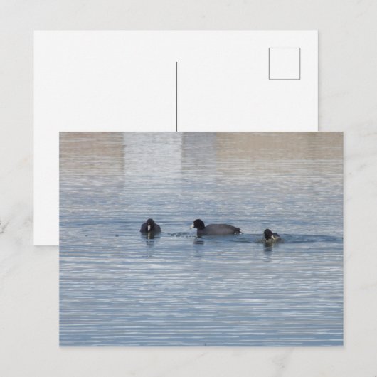 ダックス ポストカード (正面/裏面)