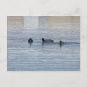 ダックス ポストカード (正面)