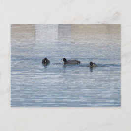 ダックス ポストカード