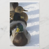 ダックス 便箋 (正面)