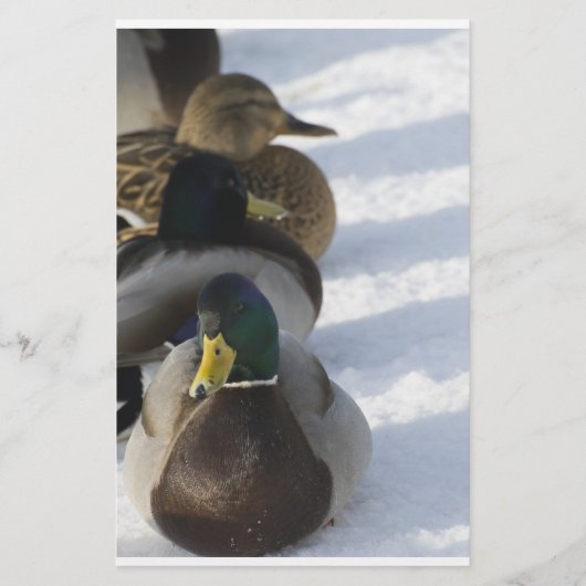 ダックス 便箋 (正面)