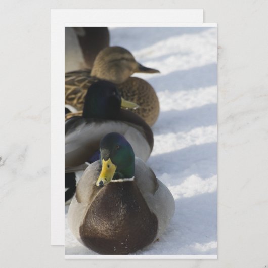 ダックス 便箋 (正面/裏面)