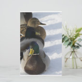 ダックス 便箋 (スタンド正面)