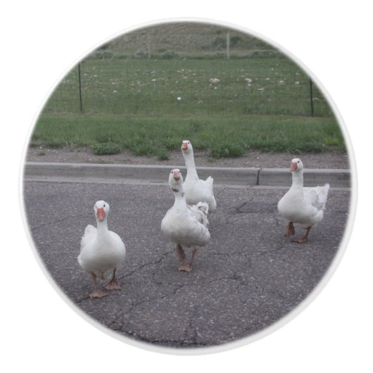 ダックセラミックノブ セラミックノブ (正面)