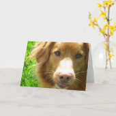 ダックトーラーのグリーティングカード カード (黄色い花)