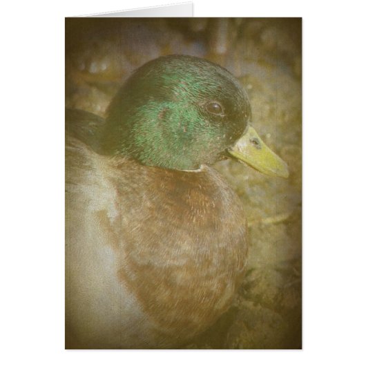 ダックドレイクを呼ぶ (正面)