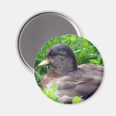 ダックドレイクを呼ぶ マグネット (正面/裏面)