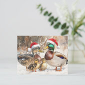 ダックファミリーポストカード シーズンポストカード (スタンド正面)