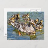 ダックファミリーポストカード ポストカード (正面/裏面)