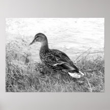 ダックフレンドリー