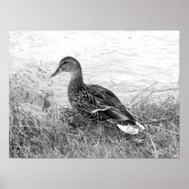 ダックフレンドリー ポスター