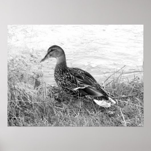 ダックフレンドリー ポスター (正面)