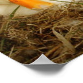 ダックポスター付きビーグル ポスター (角)