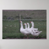 ダックポスター ポスター (正面)