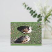 ダックポストカード ポストカード (スタンド正面)