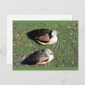 ダックポストカード ポストカード (正面/裏面)