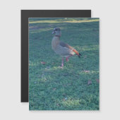 ダックマグネット (正面/裏面)