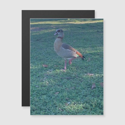 ダックマグネット (正面/裏面)