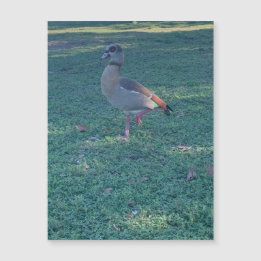 ダックマグネット