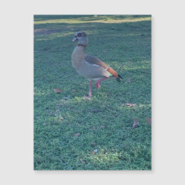 ダックマグネット