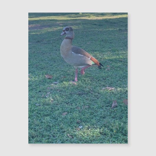 ダックマグネット (正面)