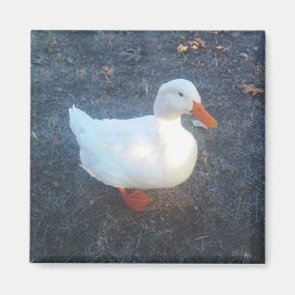 ダックマグネット マグネット