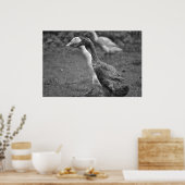 ダックランニングの ポスター (キッチン)