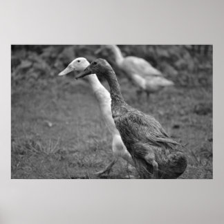 ダックランニングの ポスター