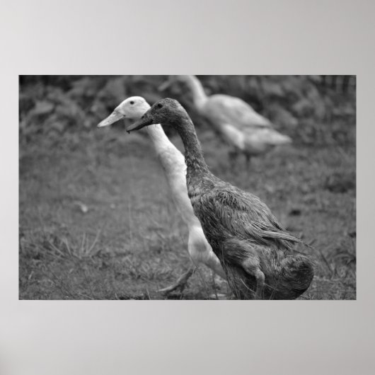 ダックランニングの ポスター (正面)