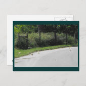 ダック交差 ポストカード (正面/裏面)